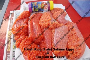 Fresh Salmon Egg, Fresh Salmon Roe, Xtreme Northwest Bait Co